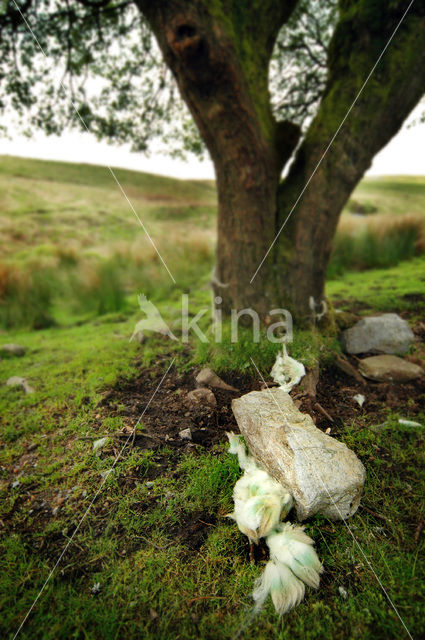 Cambrian Mountains