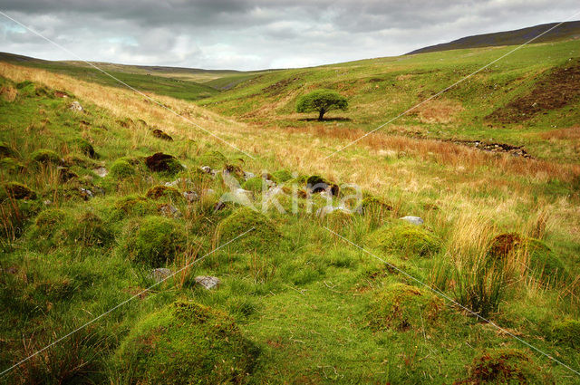 Cambrian Mountains