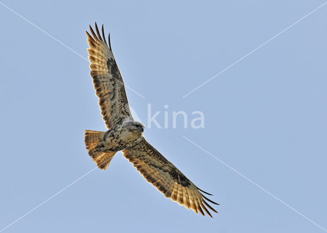 Canary island buzzard (Buteo buteo insularum)