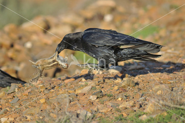 Canary island Raven (Corvus corax tingitanus)