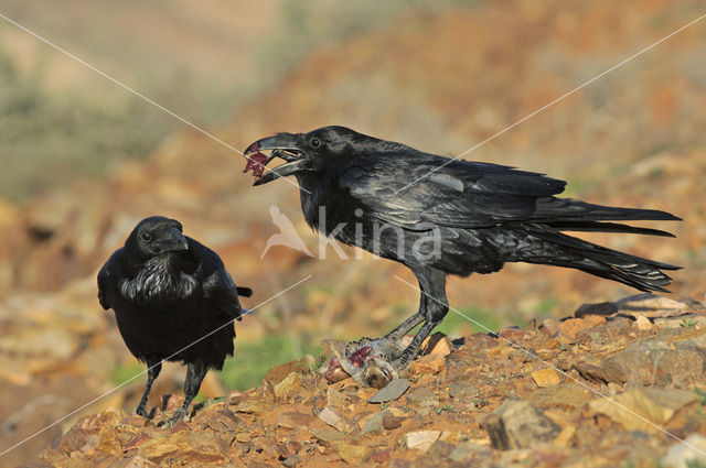 Canarische Raaf (Corvus corax tingitanus)