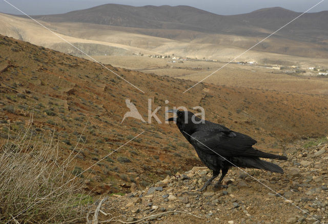 Canarische Raaf (Corvus corax tingitanus)