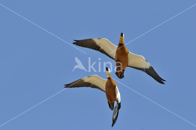 Casarca (Tadorna ferruginea)