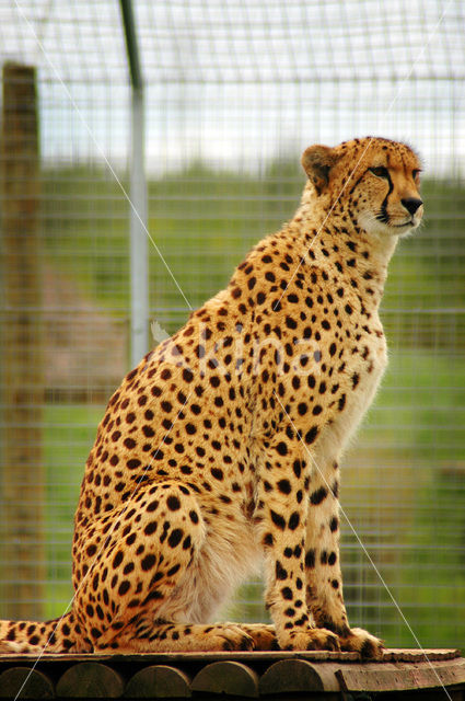 Cheetah