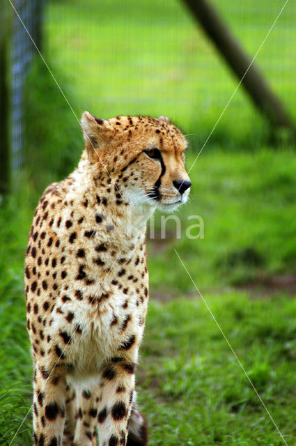 Cheetah