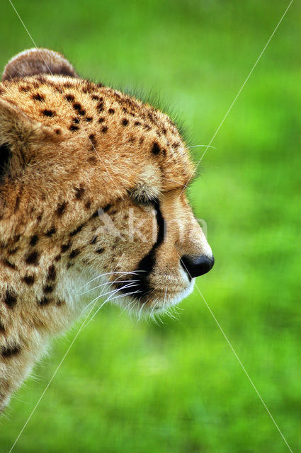 Cheetah