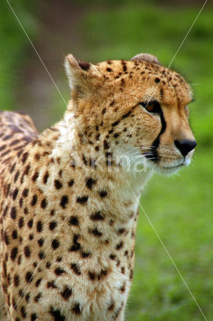 Cheetah