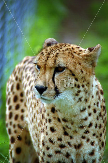 Cheetah