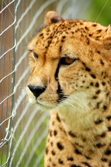 Cheetah