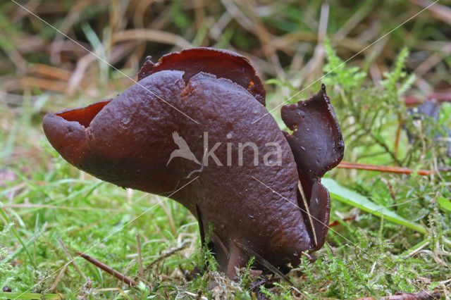 Toad’s ear (Otidea bufonia)