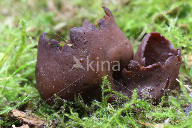 Toad’s ear (Otidea bufonia)