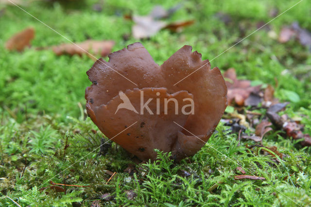 Toad’s ear (Otidea bufonia)