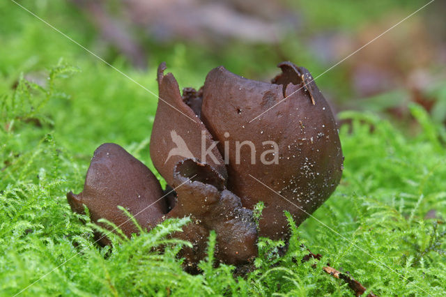 Donker hazenoor (Otidea bufonia)