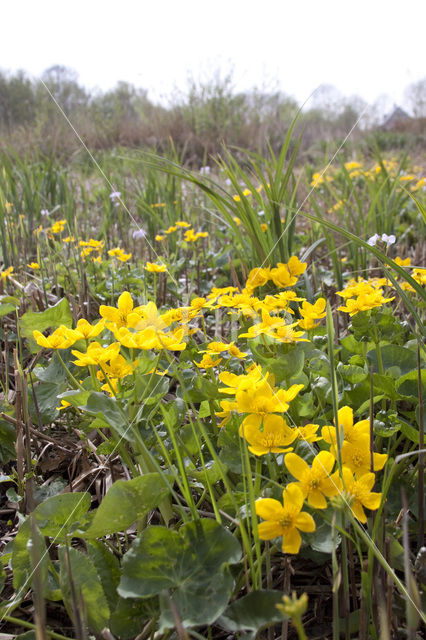 Marsh Marigold (Caltha palustris)
