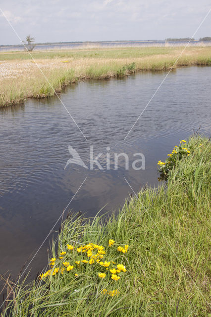 Dotterbloem (Caltha palustris)