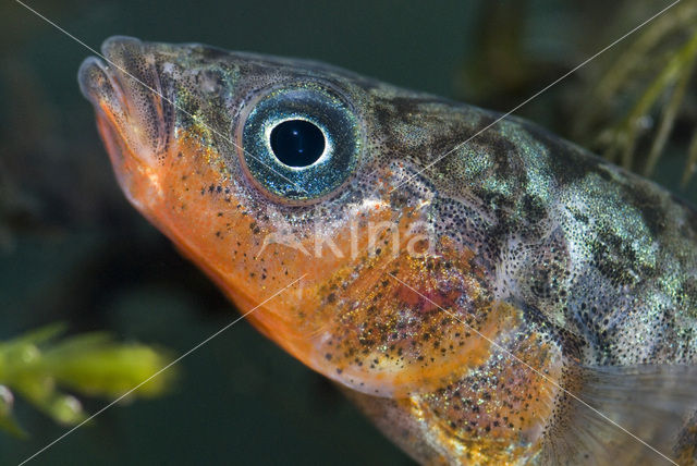 Driedoornige stekelbaars (Gasterosteus aculeatus)