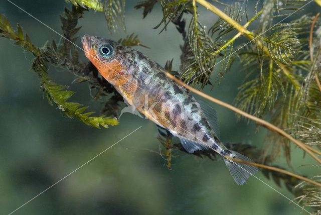 Threespine Stickleback (Gasterosteus aculeatus)