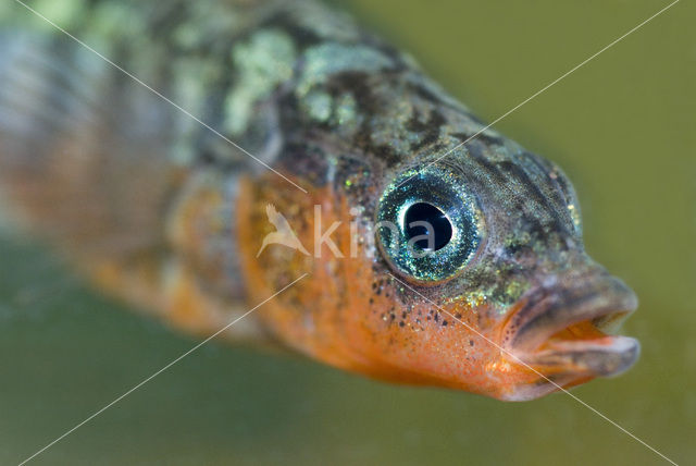 Threespine Stickleback (Gasterosteus aculeatus)