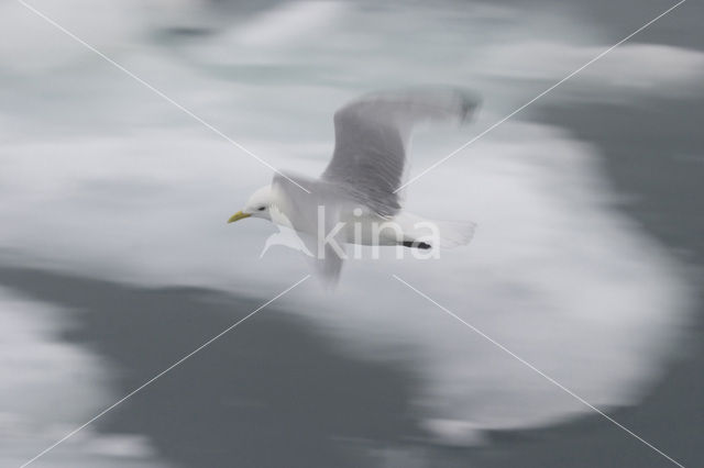 Black-legged Kittiwake (Rissa tridactyla)