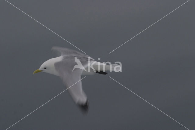 Black-legged Kittiwake (Rissa tridactyla)