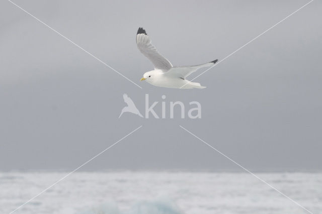 Black-legged Kittiwake (Rissa tridactyla)