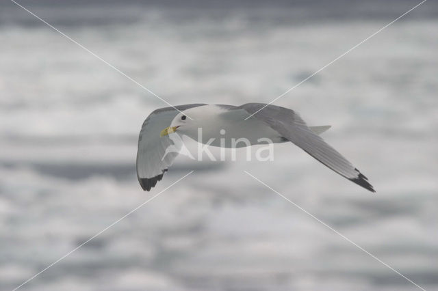 Black-legged Kittiwake (Rissa tridactyla)