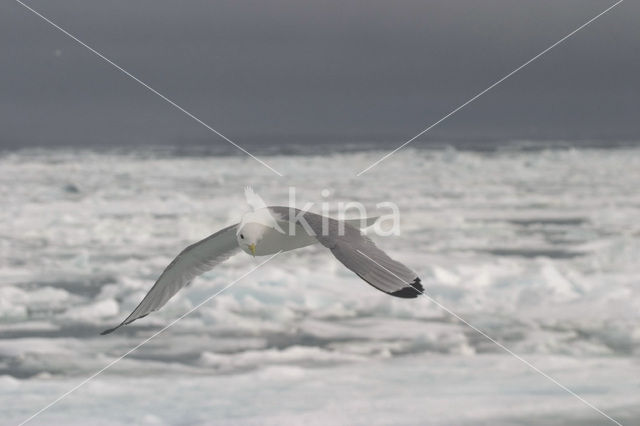 Black-legged Kittiwake (Rissa tridactyla)