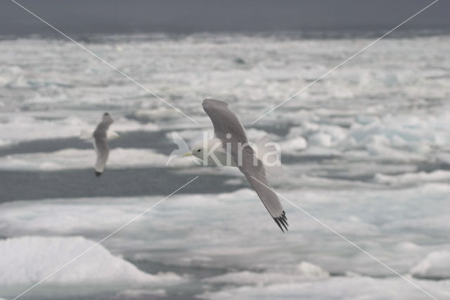 Black-legged Kittiwake (Rissa tridactyla)