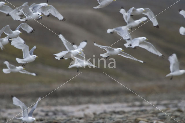 Black-legged Kittiwake (Rissa tridactyla)