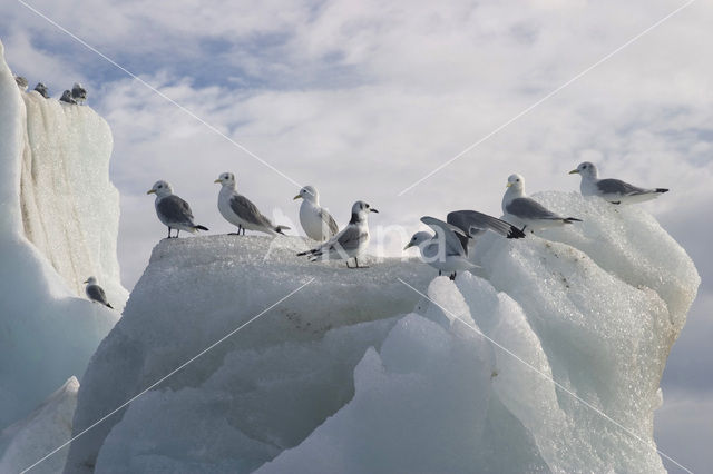 Black-legged Kittiwake (Rissa tridactyla)