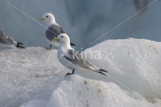 Black-legged Kittiwake (Rissa tridactyla)