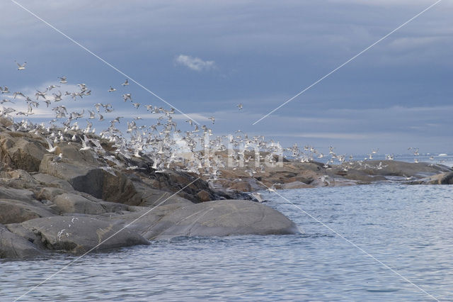 Black-legged Kittiwake (Rissa tridactyla)