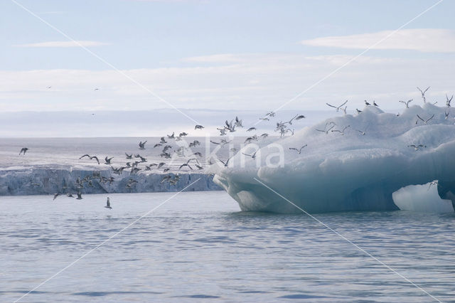 Black-legged Kittiwake (Rissa tridactyla)