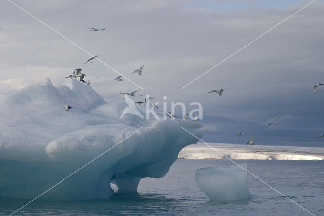 Black-legged Kittiwake (Rissa tridactyla)