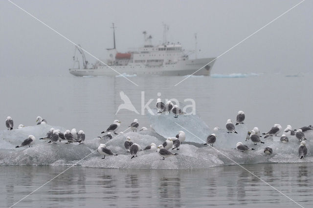 Black-legged Kittiwake (Rissa tridactyla)