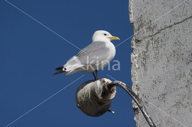 Black-legged Kittiwake (Rissa tridactyla)
