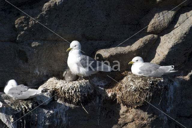 Black-legged Kittiwake (Rissa tridactyla)