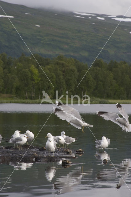 Black-legged Kittiwake (Rissa tridactyla)