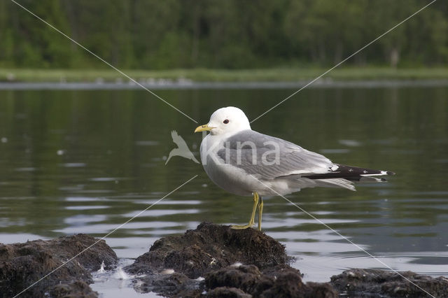 Black-legged Kittiwake (Rissa tridactyla)