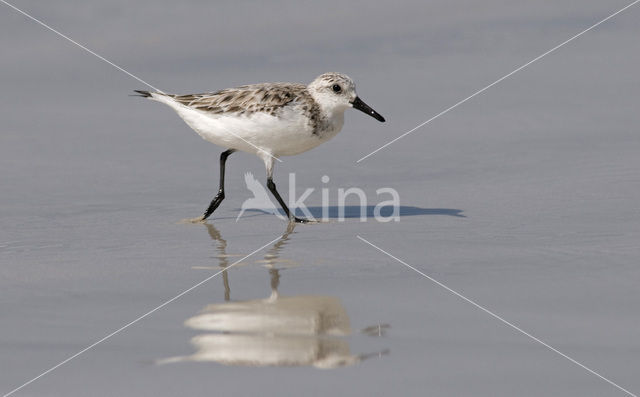 Sanderling (Calidris alba)