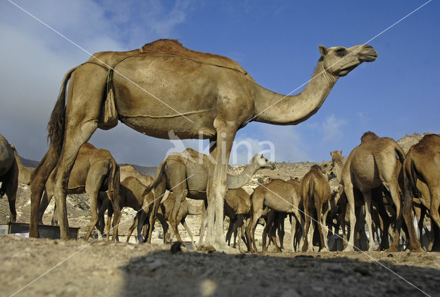 Dromedary (Camelus dromedarius)