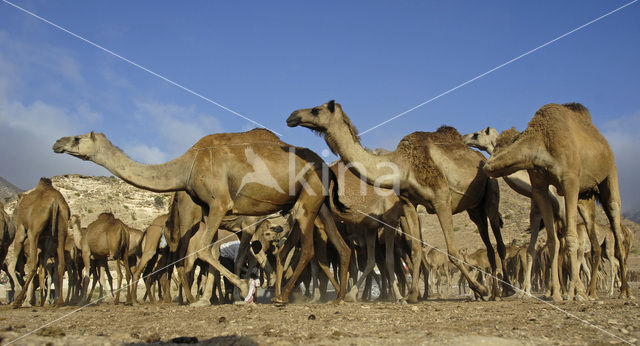 Dromedary (Camelus dromedarius)