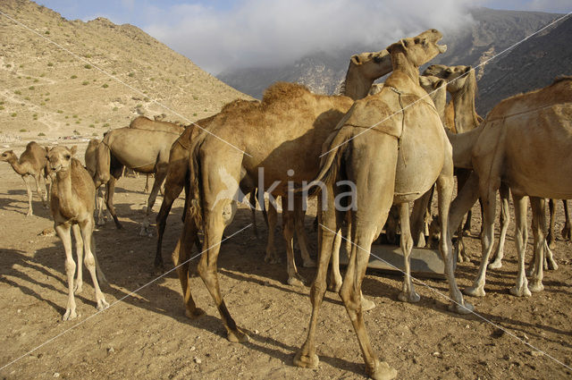 Dromedaris (Camelus dromedarius)
