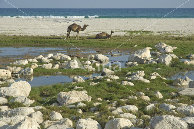 Dromedary (Camelus dromedarius)