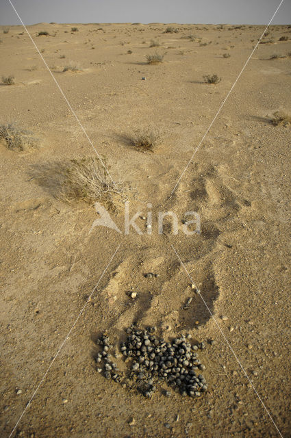 Dromedary (Camelus dromedarius)