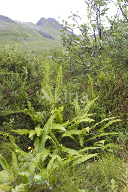 Dubbelloof (Blechnum spicant)