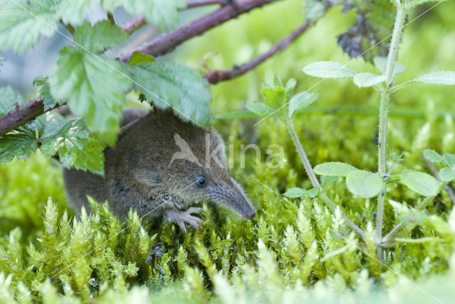 Dwergspitsmuis (Sorex minutus)