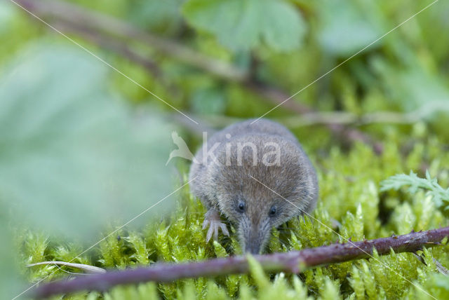 Dwergspitsmuis (Sorex minutus)