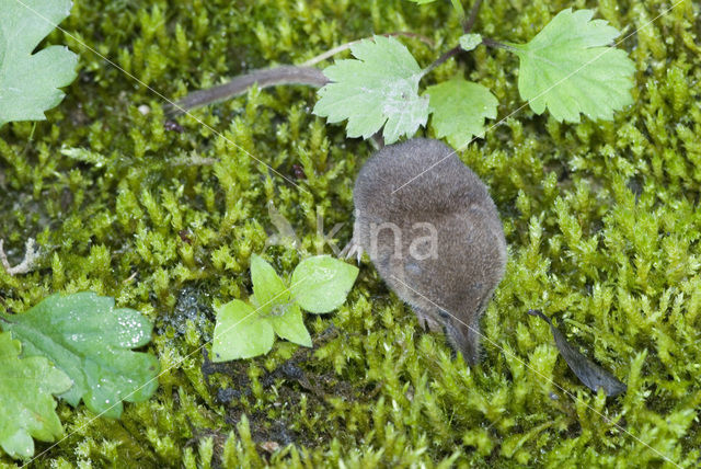 Dwergspitsmuis (Sorex minutus)