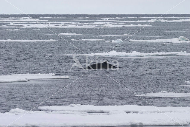 Minke Whale (Balaenoptera acutorostrata)